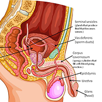 img/anatomie-van-de-penis.jpg